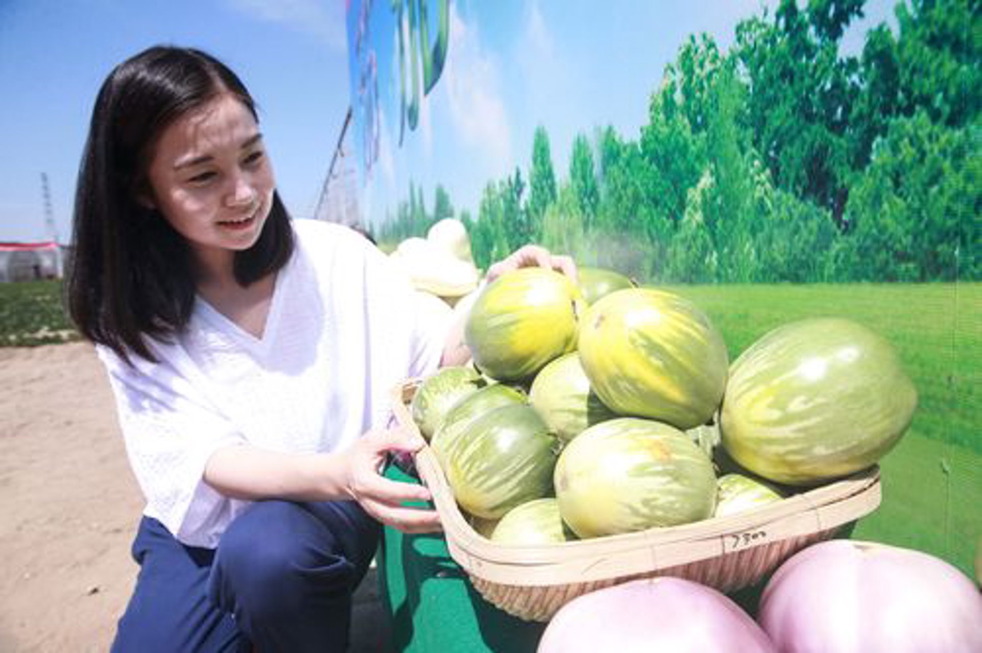 燕细茄桂白号